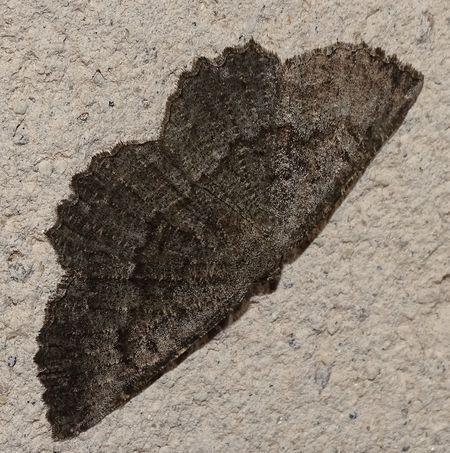 Réf. 236 705 : Gnophos furvata